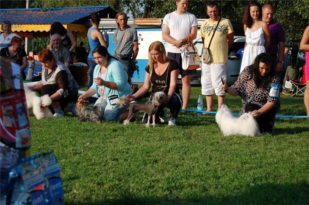 Fantastik Kashmir Egy Brown Sugar