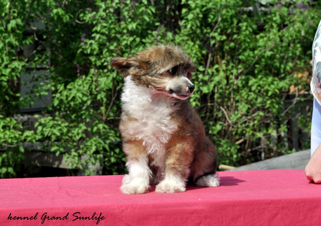 Grand Sunlife L'Art de Martell 