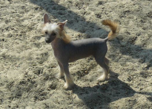 Kitty Blue Top Model De Rama