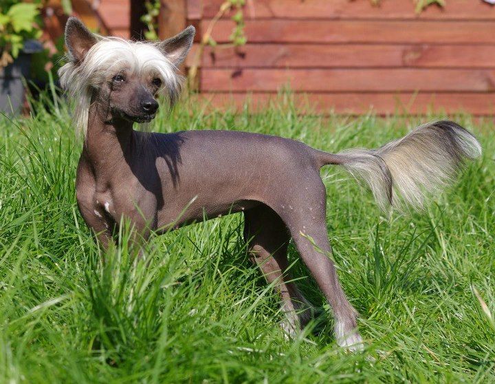 Hariel des gardiens des elfes