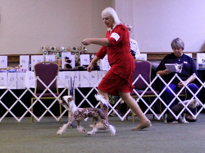 Nina's K Dream Of Mine