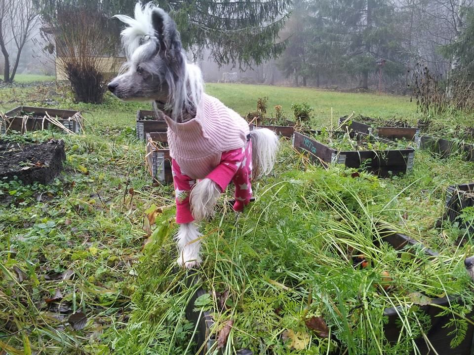 Naked Stars Rolling In The Deep