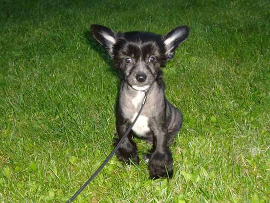 Stars at Sea Obsession