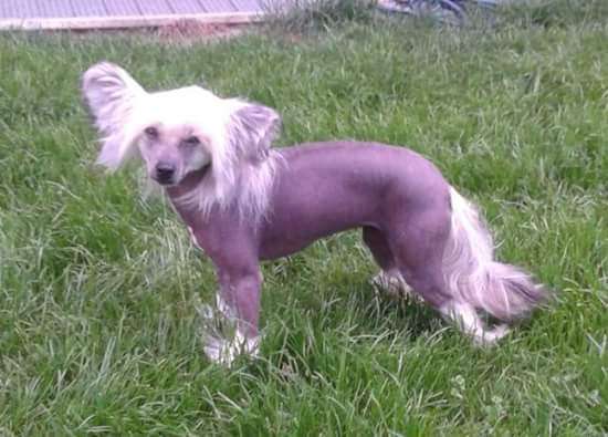 Stars at Sea Ombre Rose