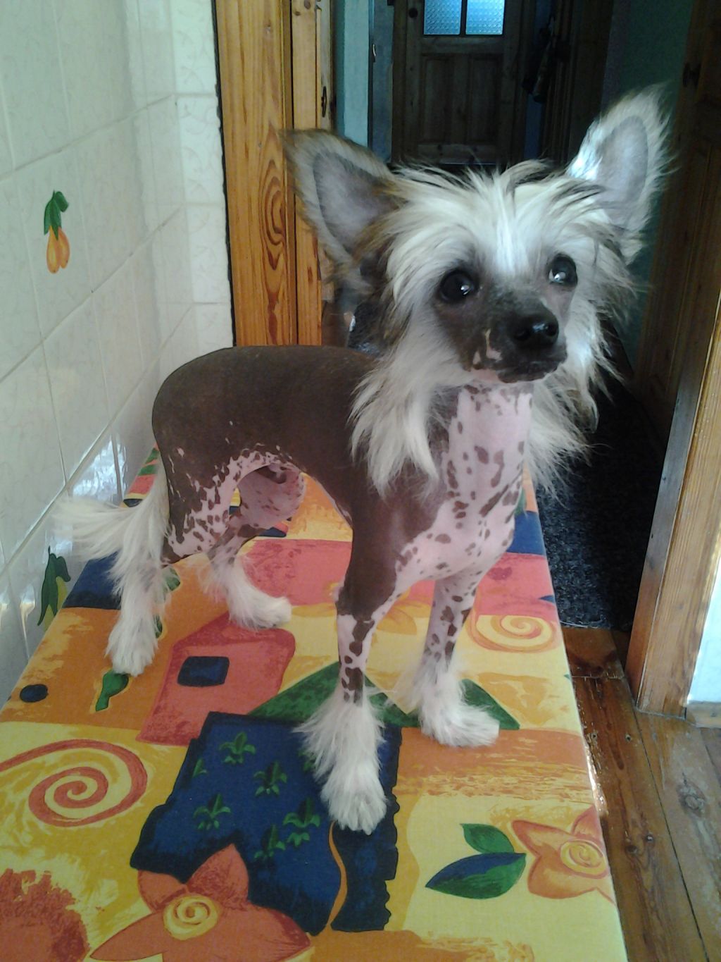 Viliams iz Vanil"nyh Snow