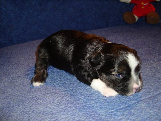 Glafira Iz Vanyl"nyh Snow