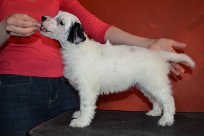 Naked Night's Night Screamer