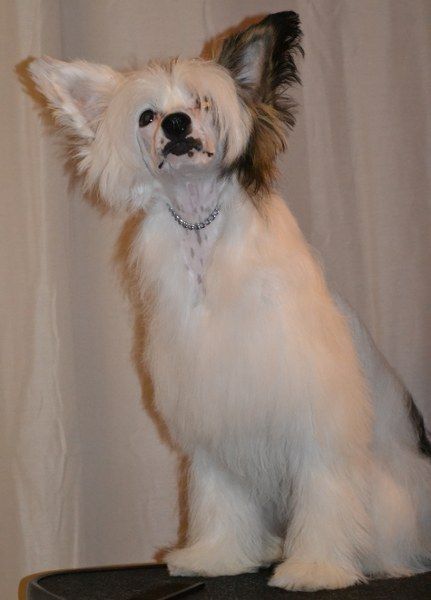 Naked Night's Hunting High and Low