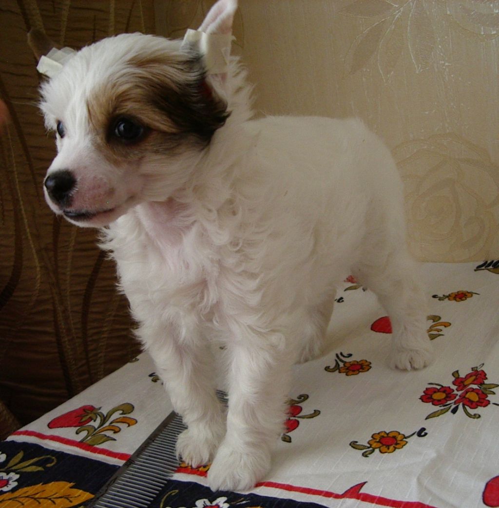 Nika Stars Malva Rosalia