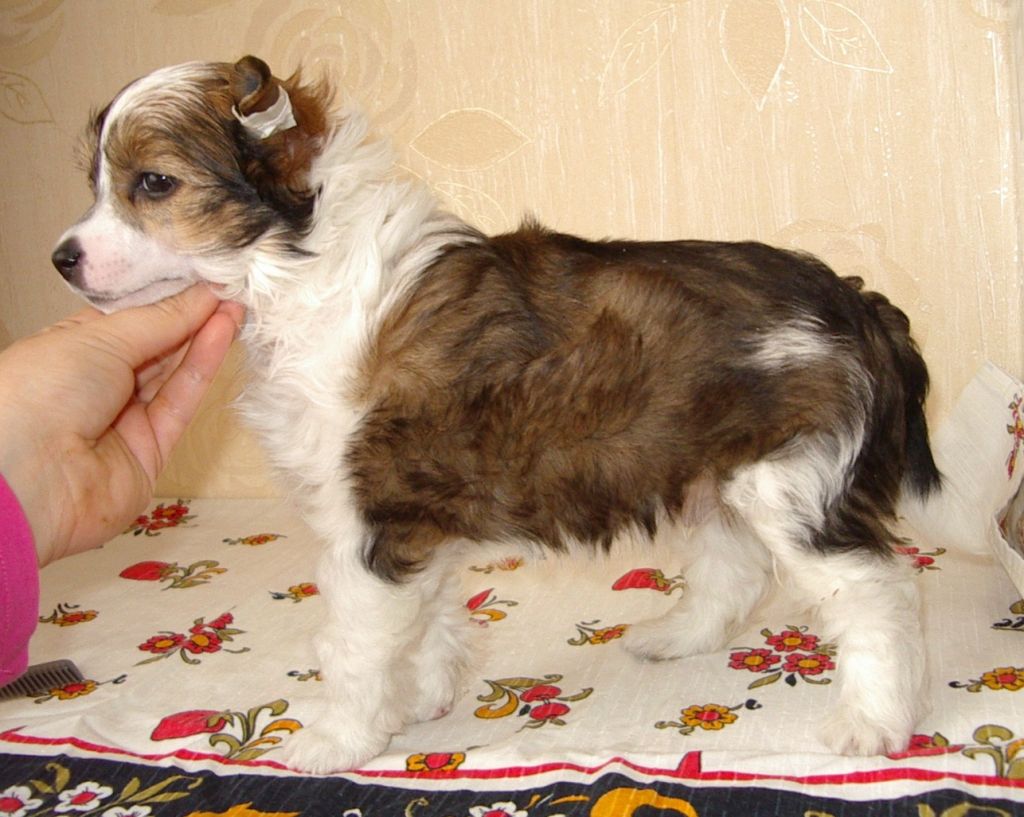 Nika Stars Mixael Milki Vei  