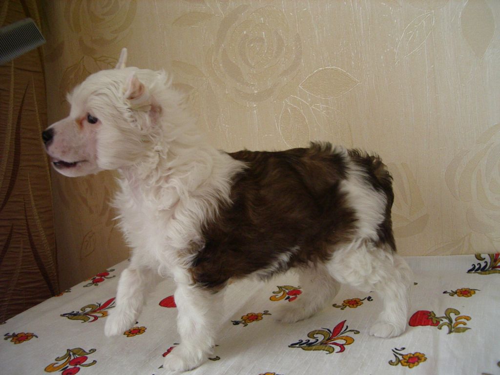 Nika Stars Matis Markis 