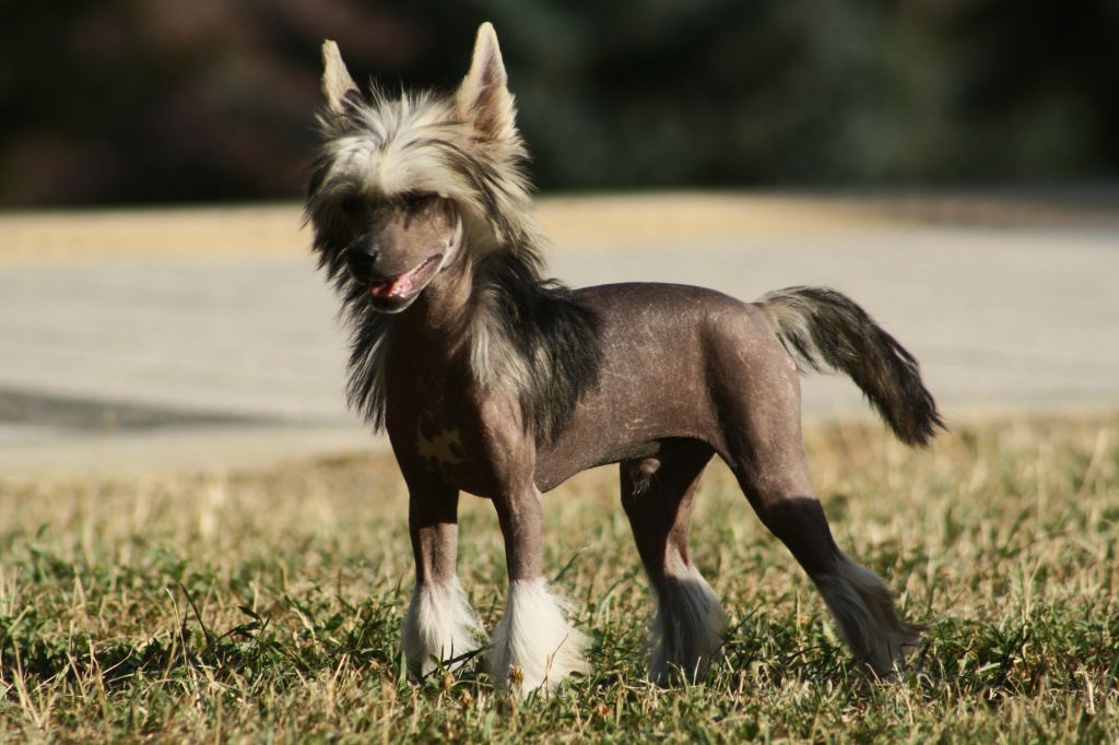 Licky Lips Baby Boom