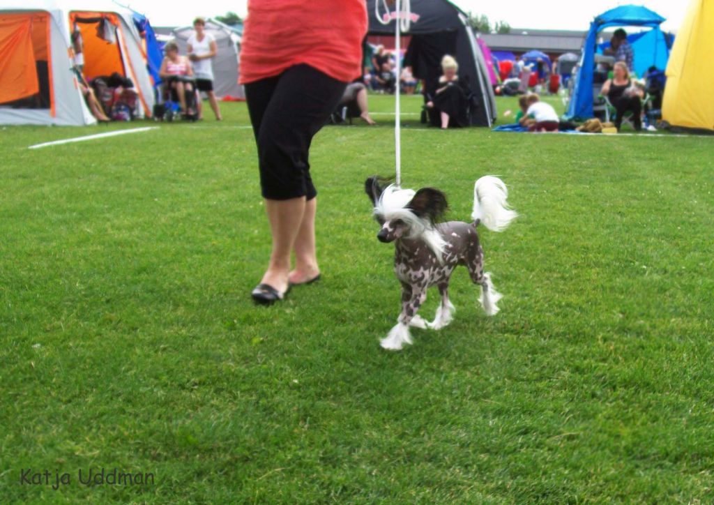 Bellatrix Luckycharm Aster