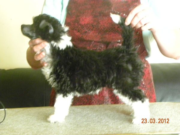 Yorkhouse Star Lite Star Brite