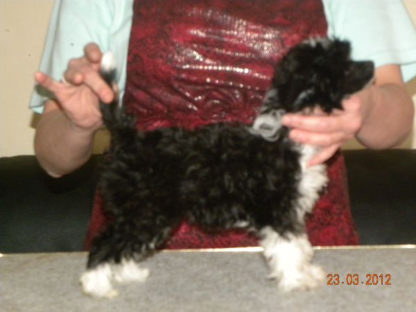 Yorkhouse Im a Shining Star