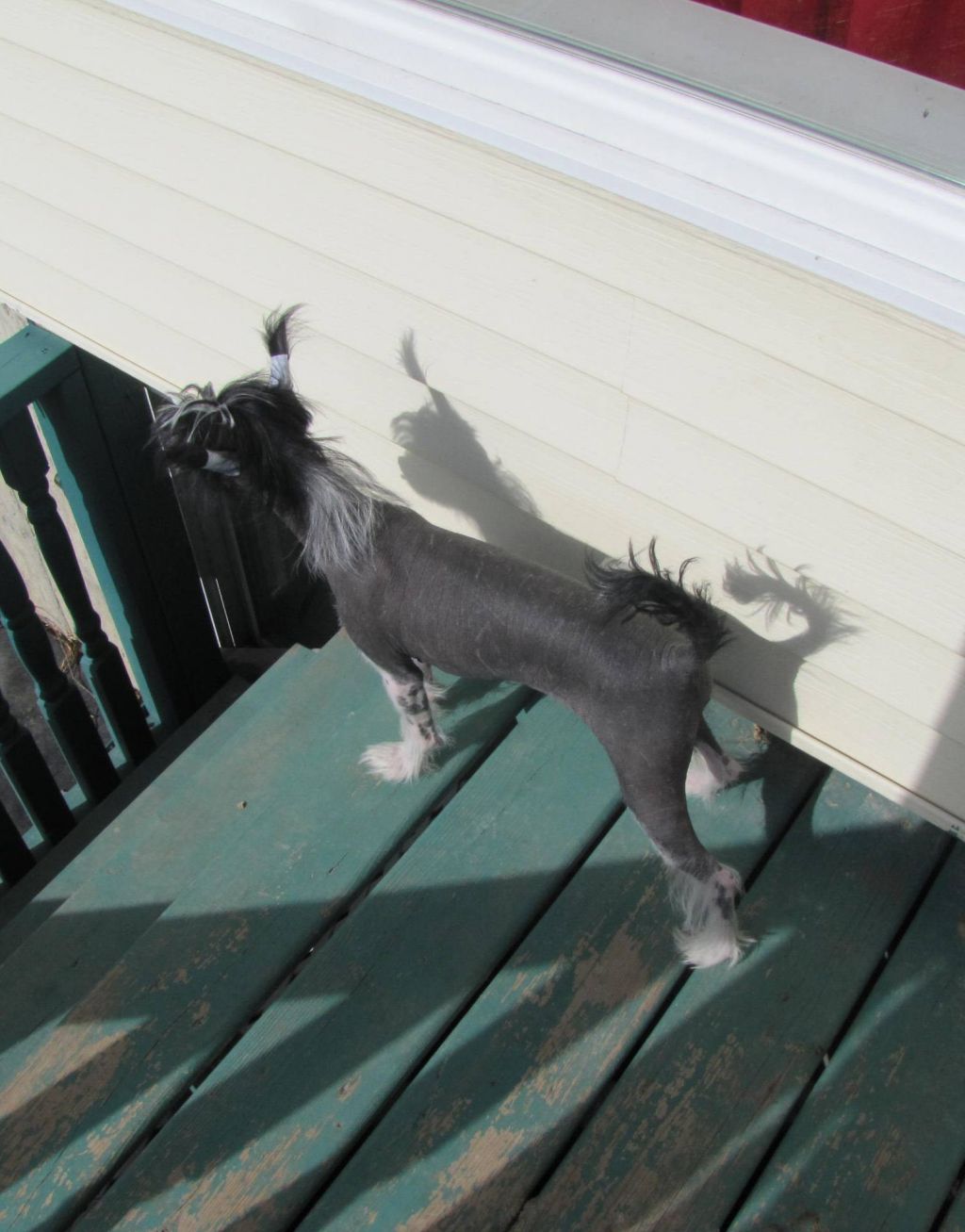 Nu Poil's Let Show N The Flip