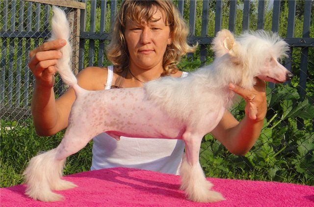 Yugoriya  Brandy Double Blow