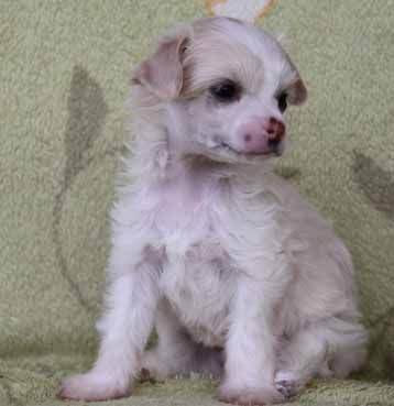 Champagne Showers Quickly in Love