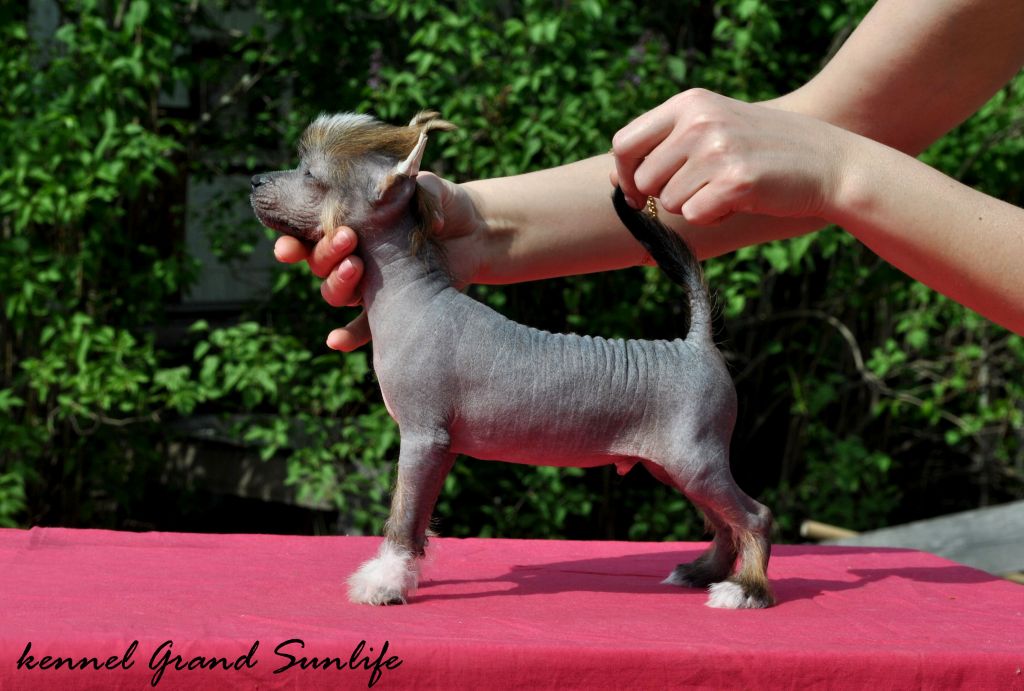 Grand Sunlife Maison Prunier