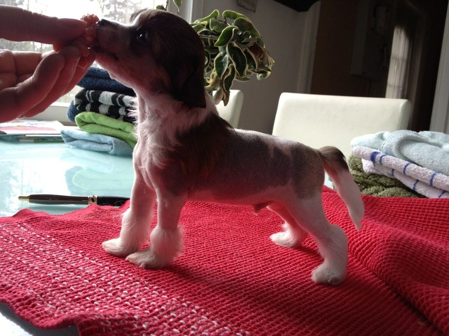 Candy Queen's Son of Anarchy