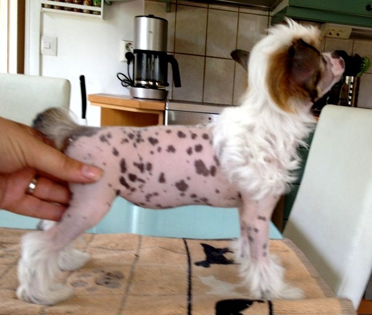 Candy Queen's Sweet Sawannah