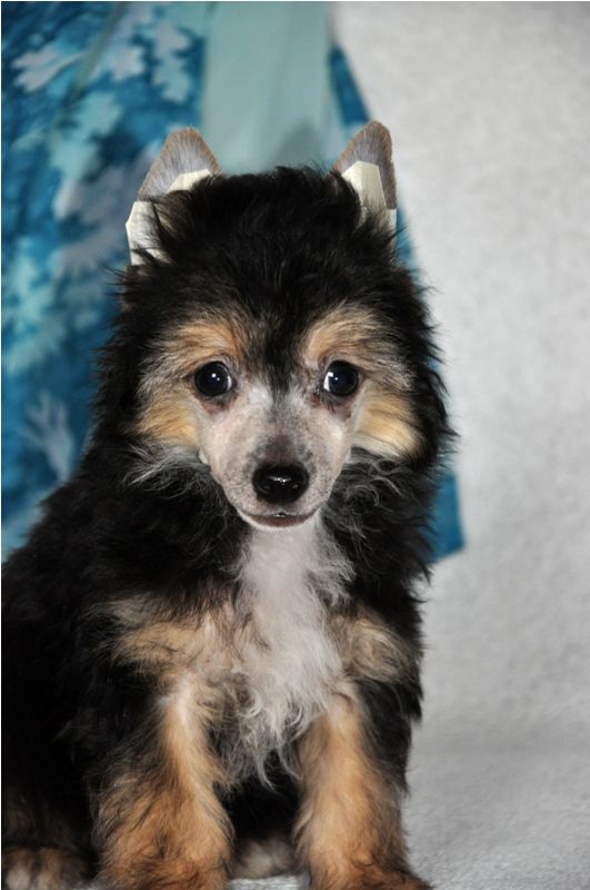 Elfgrace Osvald Bayer