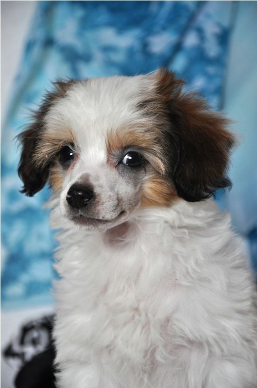 Elfgrace Ruam Merime 