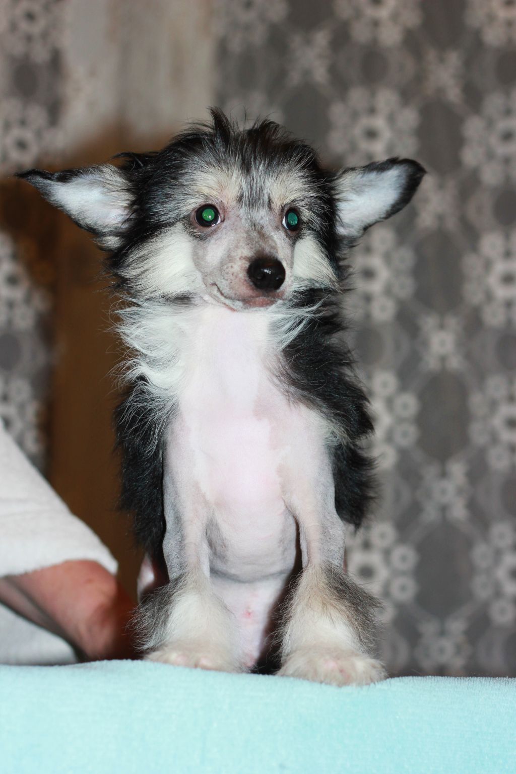 Funky-Monkey Inter Bis