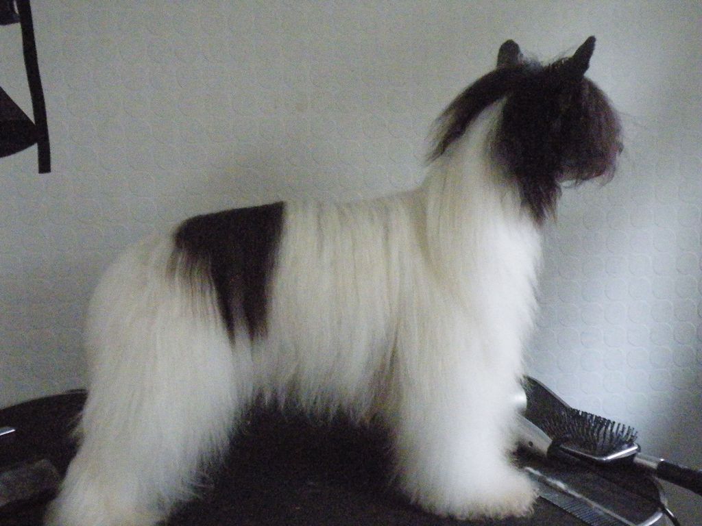 shulune Sirrius Buisness