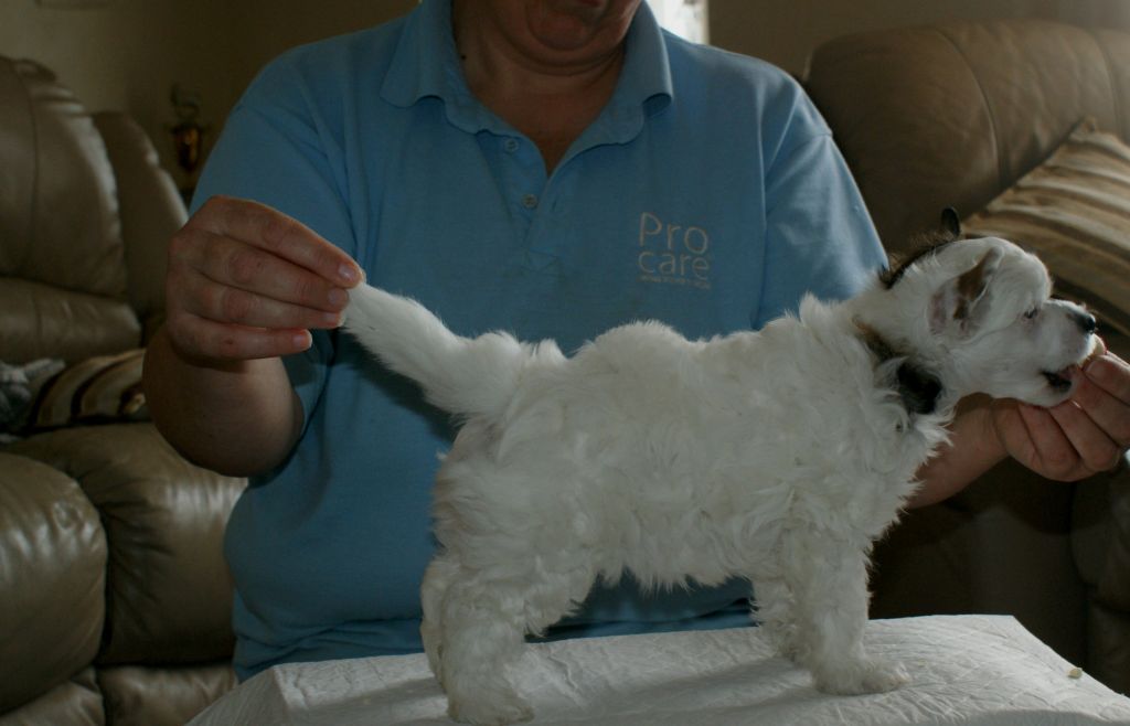 shulune Creme Brulee 