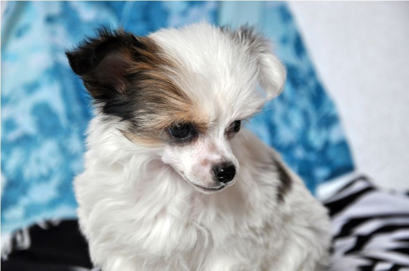 Elfgrace Rafaelka-Ponochka