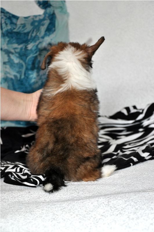 Elfgrace Ringo Ridli