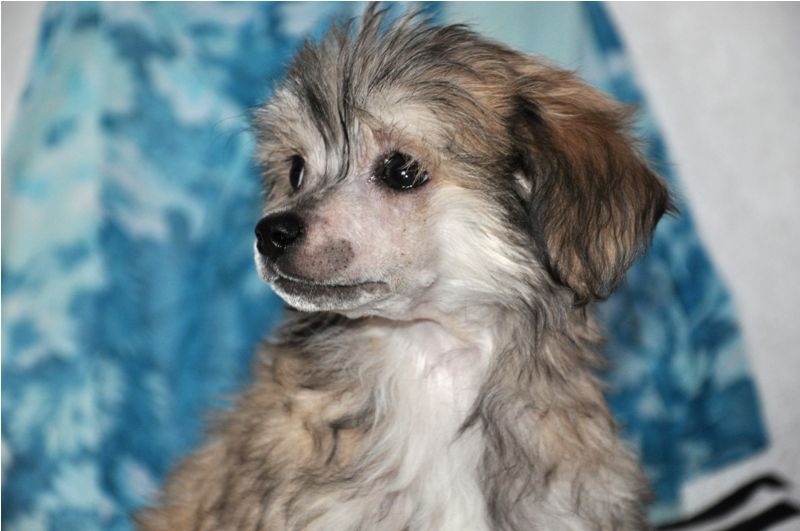 Elfgrace Pablo Pikasso