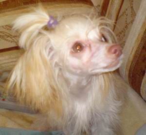 Tuffi malencoe colnuchco