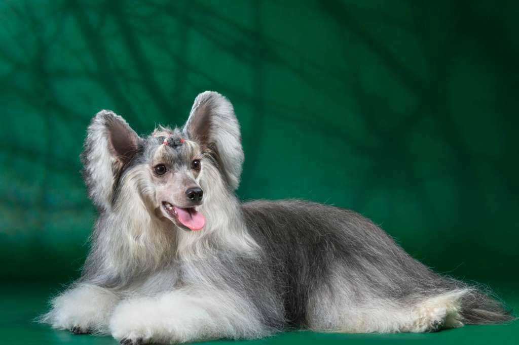 Shekherezada - Skazka Nochnogo Vostoka