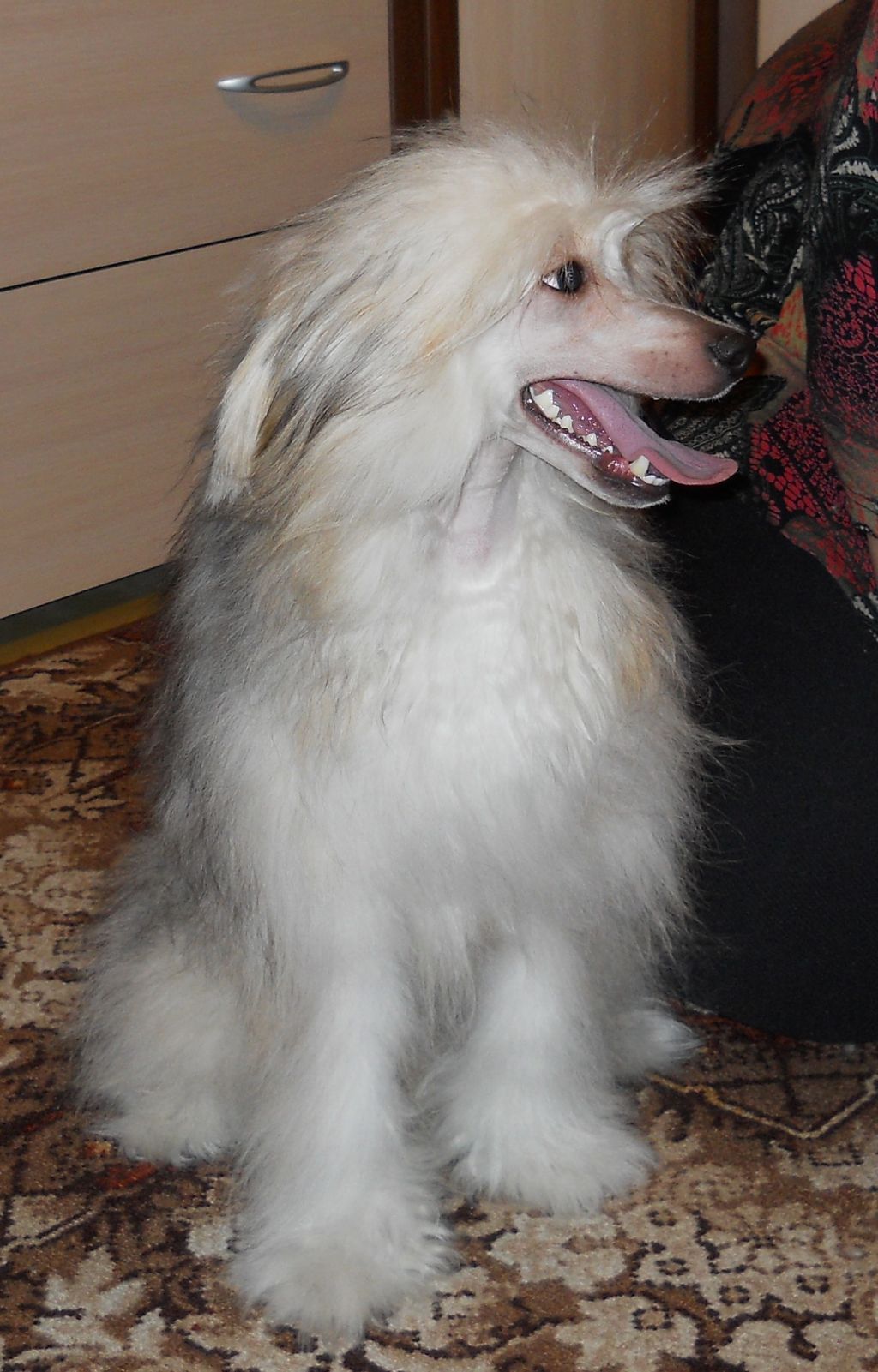 Shekhzade-Rozhdennyi dlya Voskhishcheniya