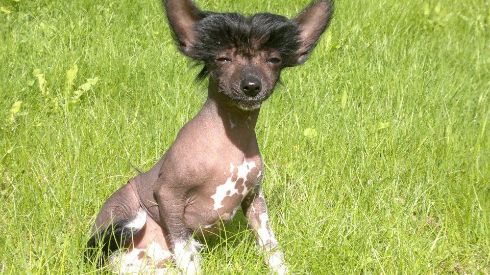 Meadowwood's Might be The Siren