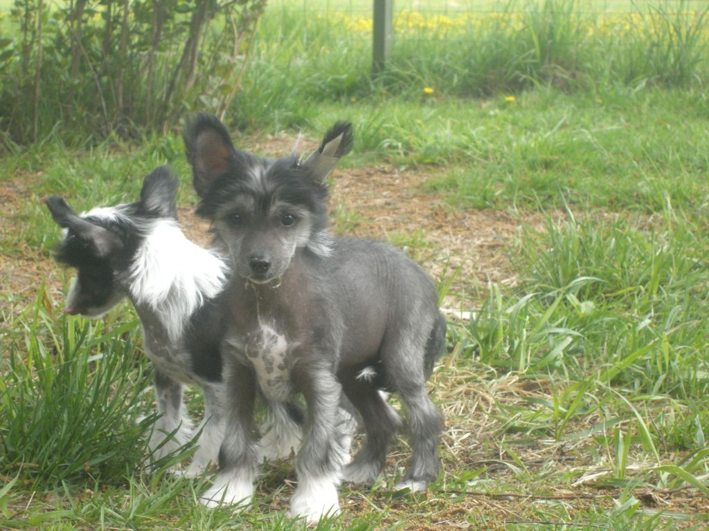 Meadowwood's Magic Moondance