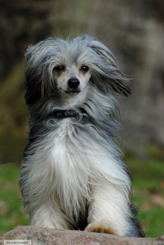 Yorcrechi's Born To Be Wild