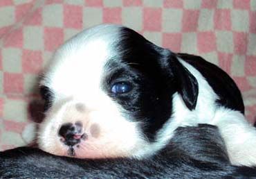 Geares Shedevr Iz Shenyana