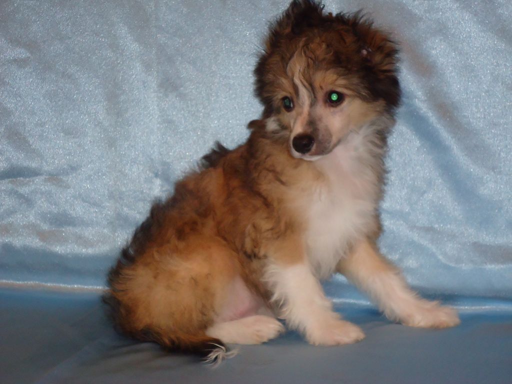 Ebi Nur Prints Kitayskiy