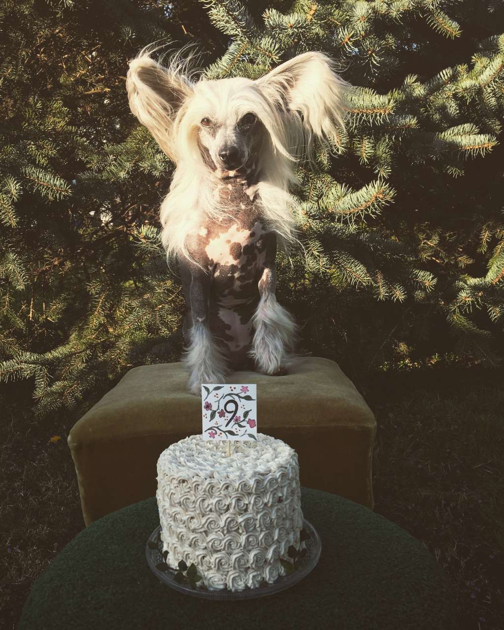 Bionity Balaena Mysticetus