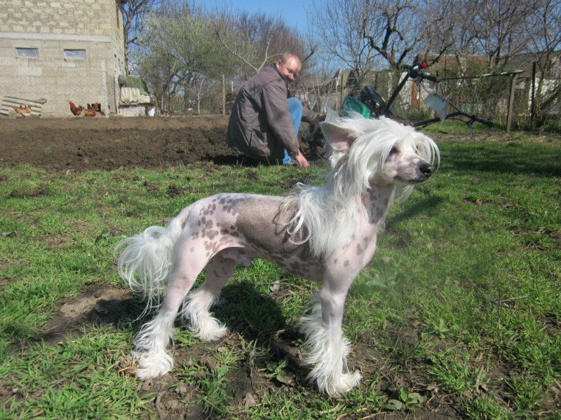 Triumf Obolstitelny Aristokrat