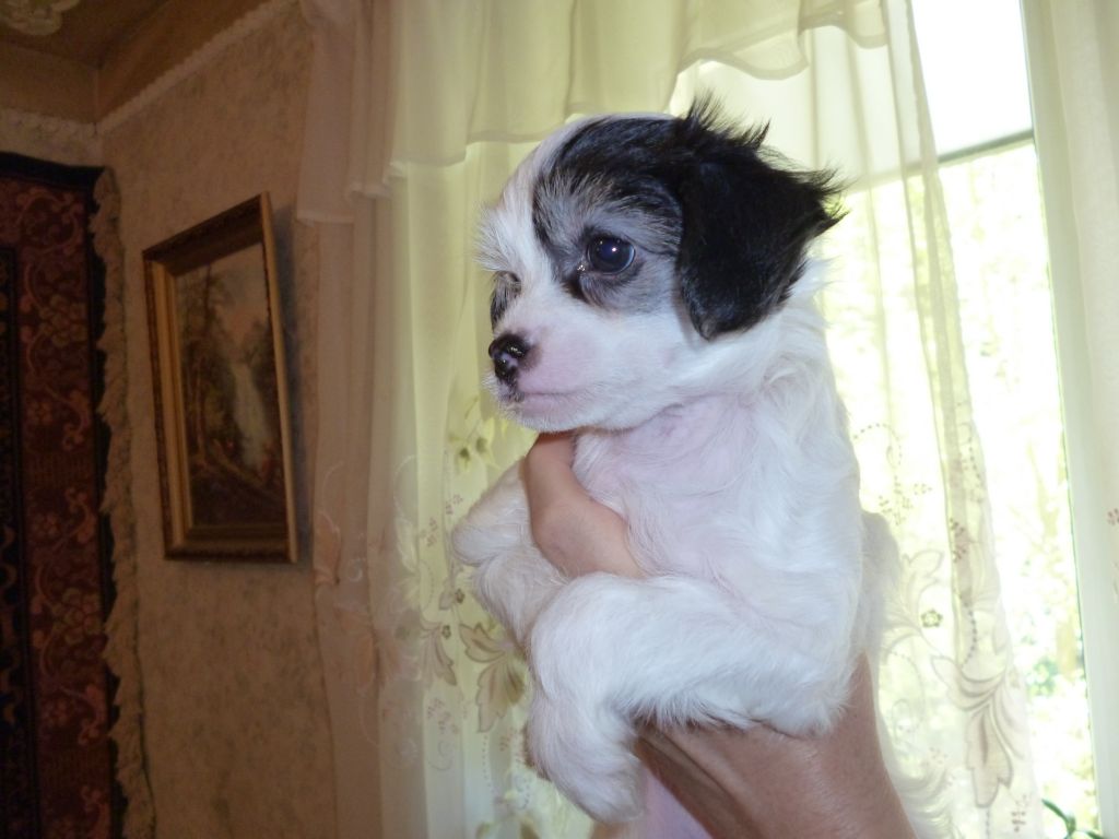 Bonbon O'Montpensier