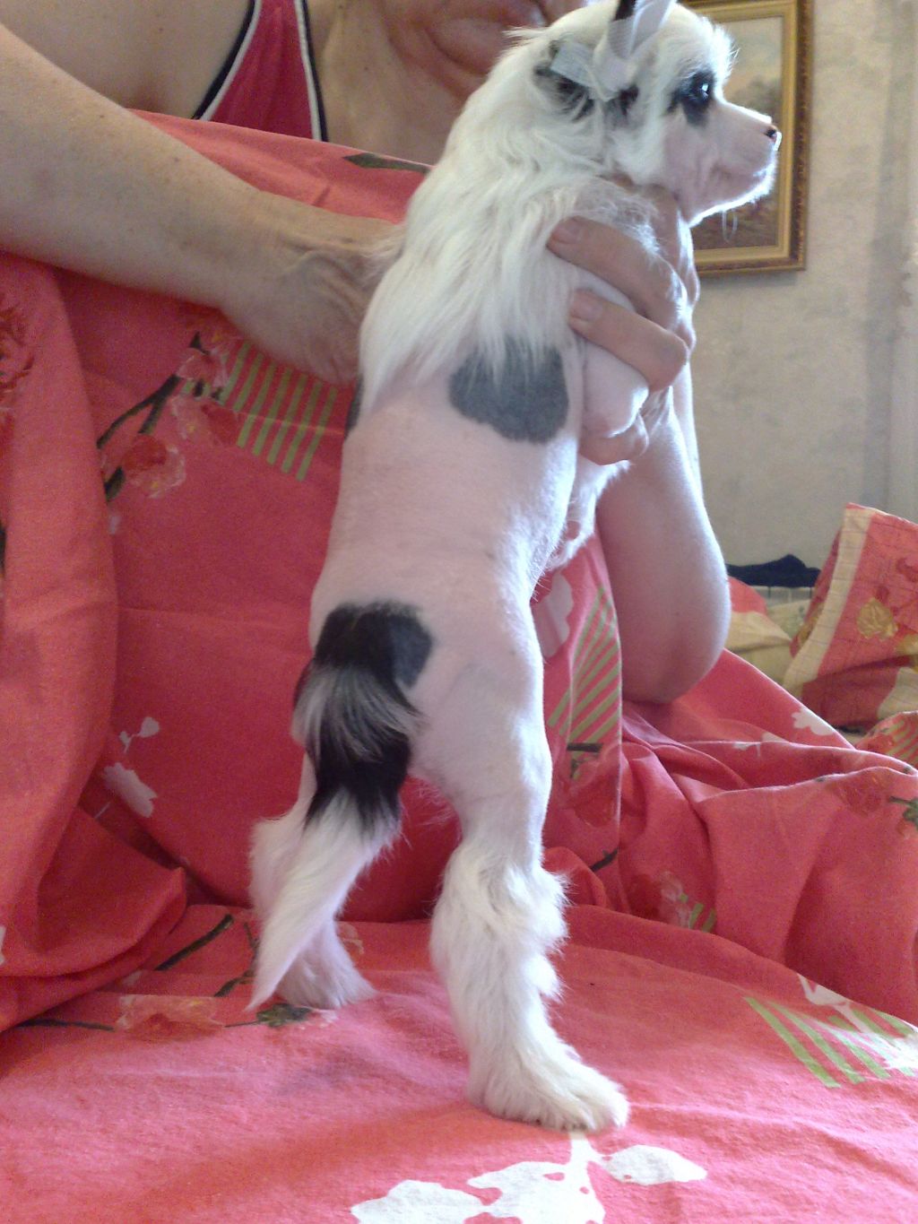 Bonapart De La Brioche