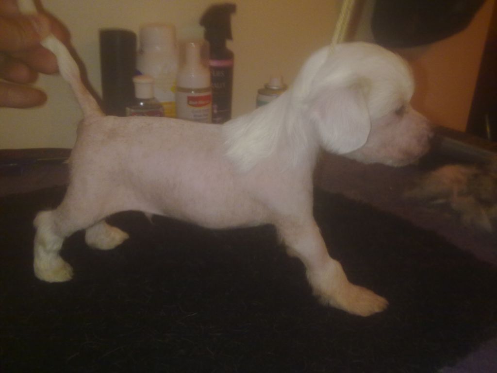 Sigyns West End Rocker NAF