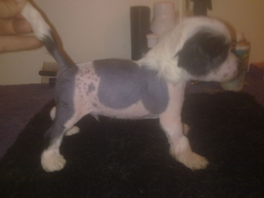 Sigyns Midnight Haze Naf