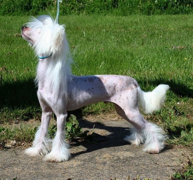 Sigyns Hot Toddy Naf