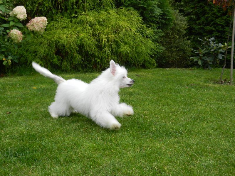 Jojo Mojo Sua Sponte