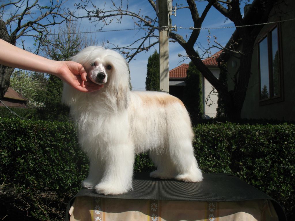 Jamaica Bahama Mama Sua Sponte